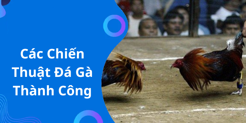 Các Chiến Thuật Đá Gà Thành Công