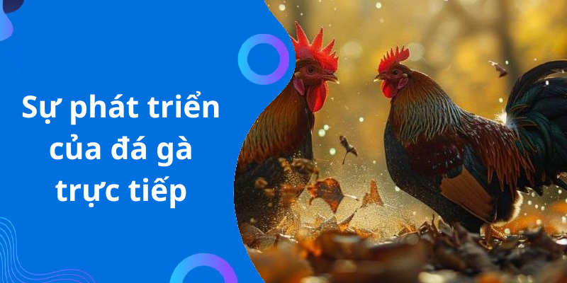 Sự phát triển của đá gà trực tiếp