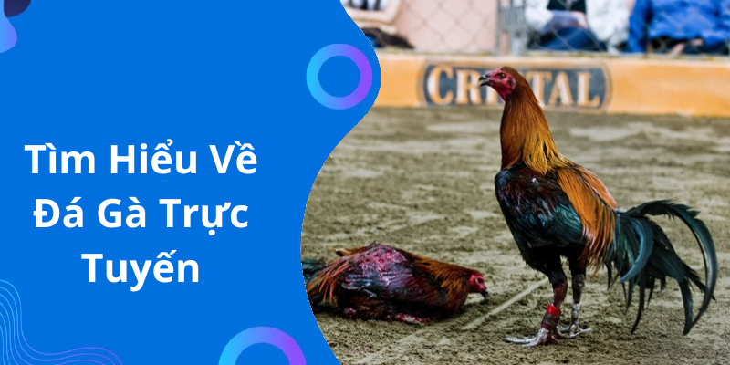 Tìm Hiểu Về Đá Gà Trực Tuyến