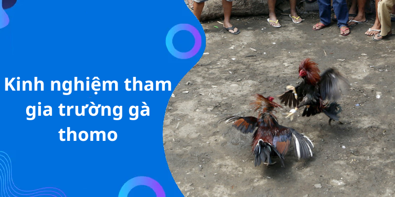 Kinh nghiệm tham gia trường gà thomo