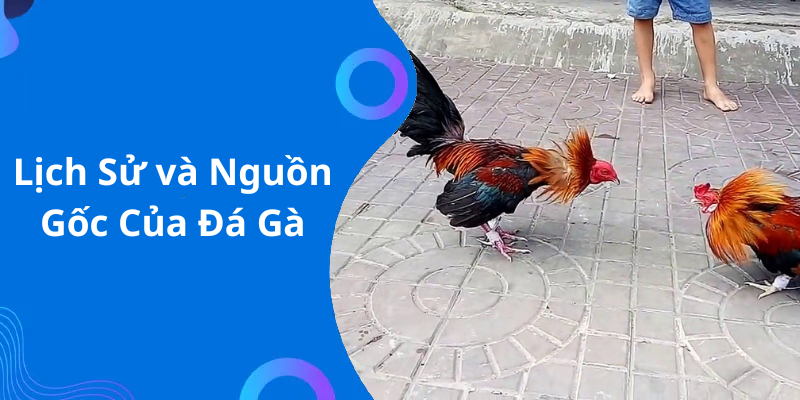 Lịch Sử và Nguồn Gốc Của Đá Gà