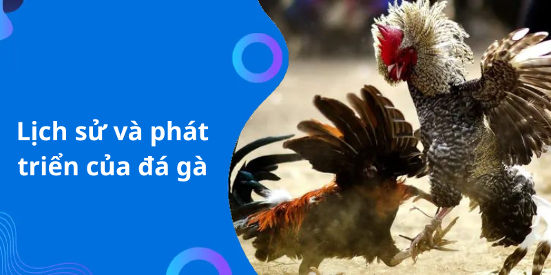 Lịch sử và phát triển của đá gà