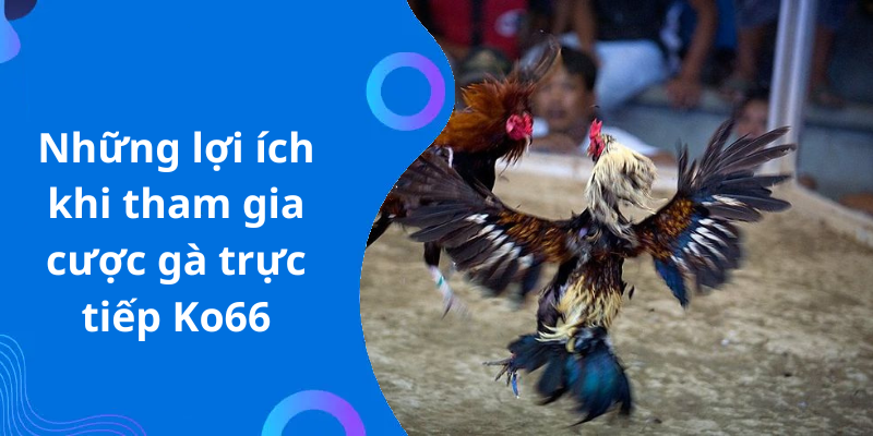 Những lợi ích khi tham gia cược gà trực tiếp Ko66