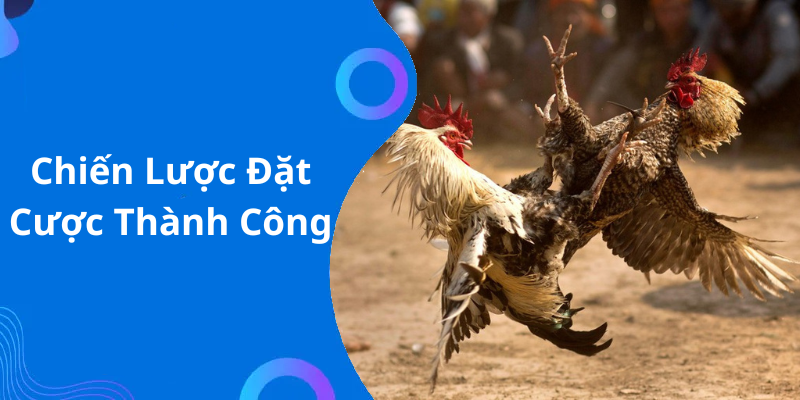 Trường gà thomo tại nhà cái Ko66