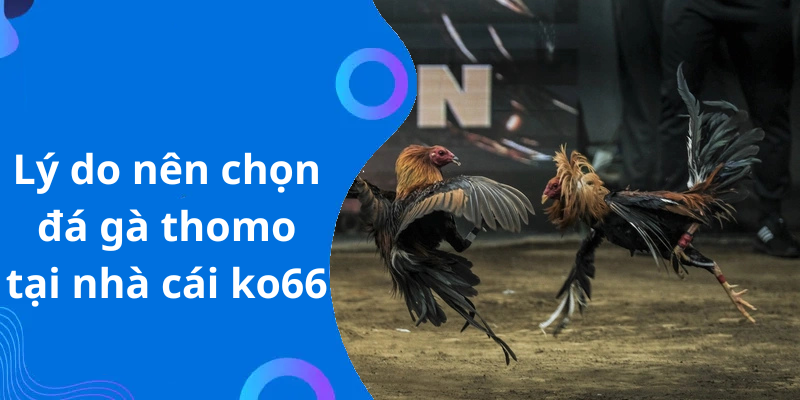 Lý do nên chọn đá gà thomo tại nhà cái ko66