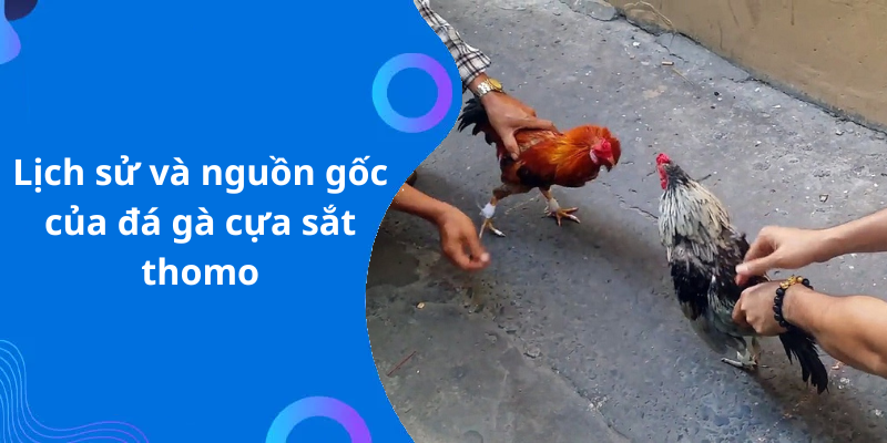 Lịch sử và nguồn gốc của đá gà cựa sắt thomo
