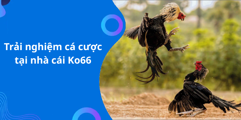 Trải nghiệm cá cược tại nhà cái Ko66