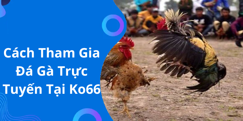 Cách Tham Gia Đá Gà Trực Tuyến Tại Ko66