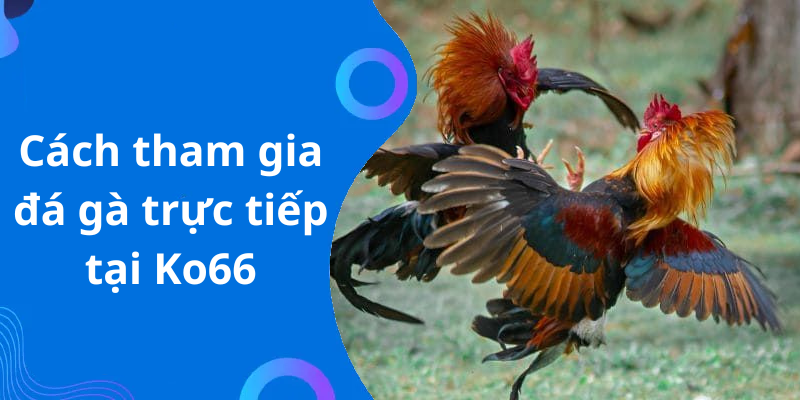 Cách tham gia đá gà trực tiếp tại Ko66