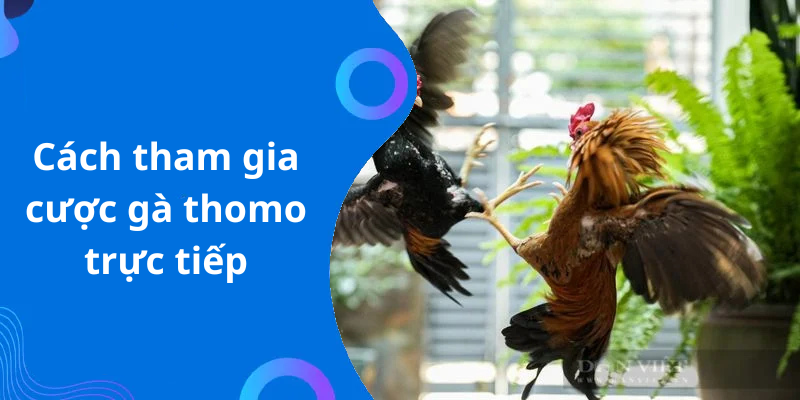 Cách tham gia cược gà thomo trực tiếp