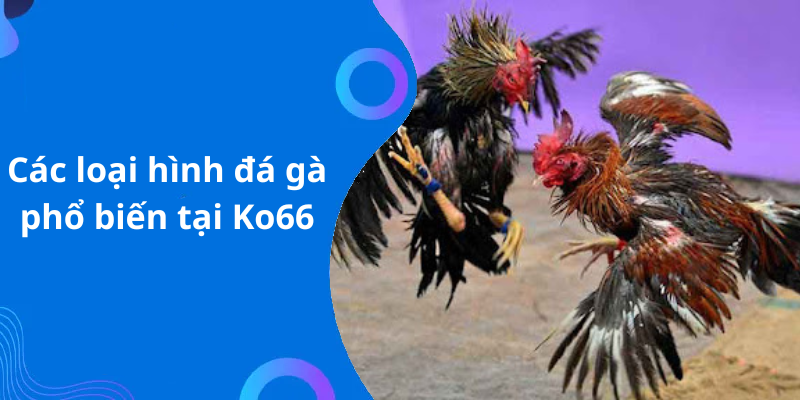 Các loại hình đá gà phổ biến tại Ko66